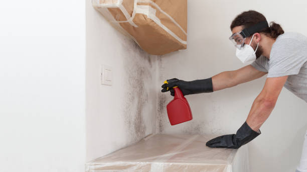 Professional Attic Mold Remediation technician working in Casnovia, MI