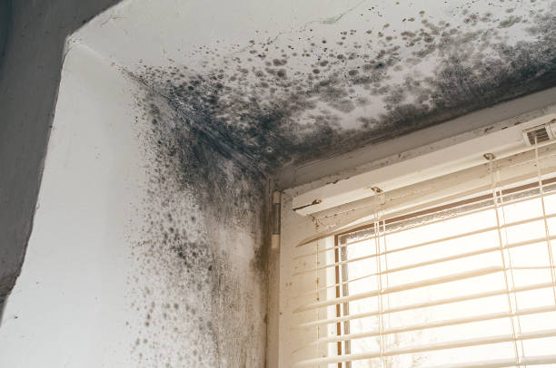 Affordable Attic Mold Remediation solutions in Casnovia, MI
