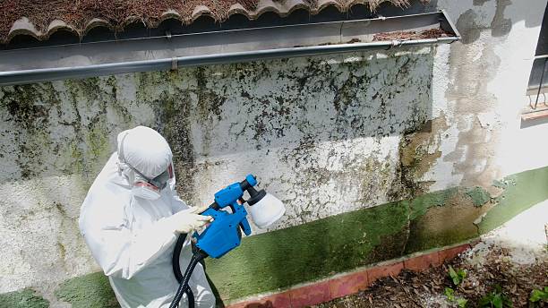 Top rated local Attic Mold Remediation specialists in Casnovia, MI